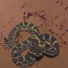 Rattlesnakes