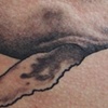 whale