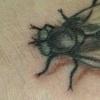 fly