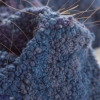 Violaceous Sinewy Cerulean  ( Detail )
