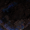 Natatorium Cerebellum Anthropophagite Detail