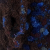 Succulent Nubile Aqueous  Detail 