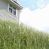 Grassy Knoll