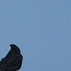 Headless Angel