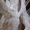 White Stag