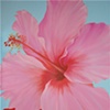 Hibiscus/surfer girl room