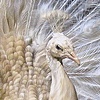 Albhino Peacock