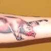 Piggy