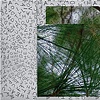 If You Could Write the Wind in the Pines