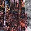 Marked Leaves and Branches