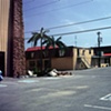 The Palmtree