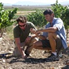 carneros chardonnay vineyard.. harvesting clay with Josh