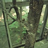 Embedded Glass in Abandoned Greenhouses, Berlin, Ohio