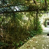 Abandoned Greenhouses, Berlin, Ohio