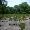 Maple Seedlings Sprouting in Recently Flooded Area, Hookset, New Hampshire