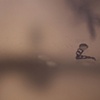Still image from "Hover"