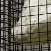 Cage Series (rock)