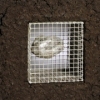 Cage Series (weight/wait)
