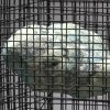 Cage Series (double cage)
