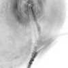 Lapadopadoo DETAIL
