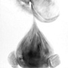 Shaleeptious