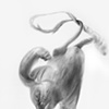 LIFELIKE drawings  2007-2011