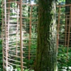 grove: past and future