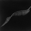 Feather I