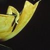 Hatching I and II