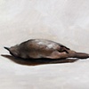 Grey Headed Mynah