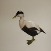 Eider Duck