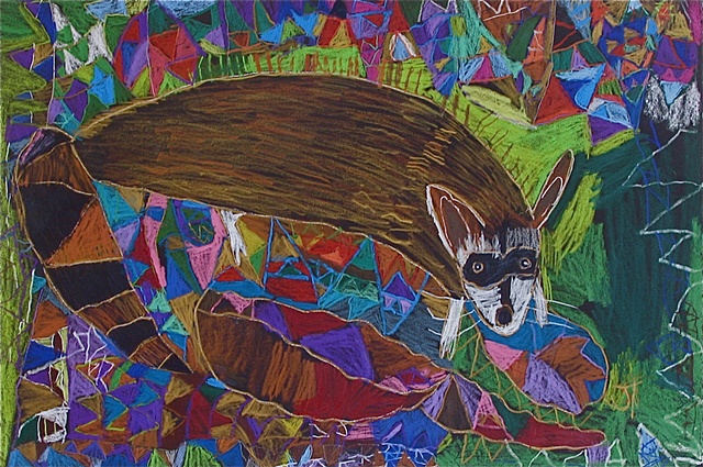 Indian Raccoon