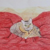 Bibby, a Cat