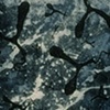 Untitled (Biological Forms)