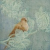 Mourning Dove