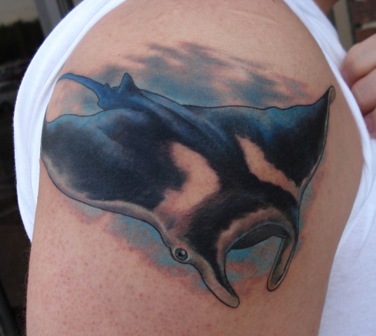 Manta Ray
