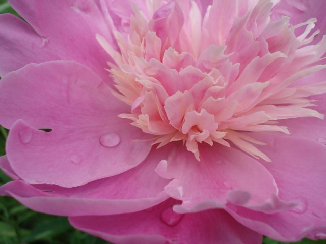 Peony