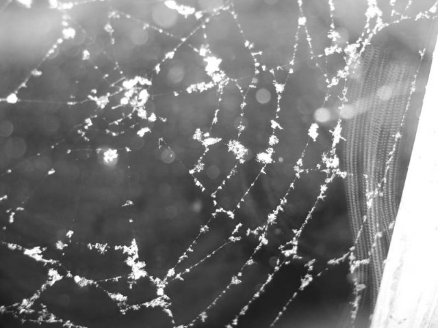 Snowflake Web