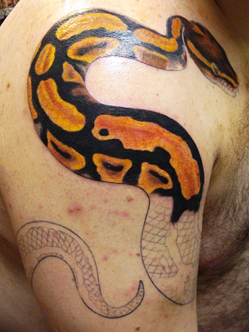 Ball Python