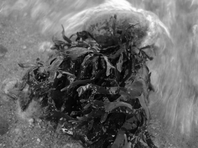 Seaweedie