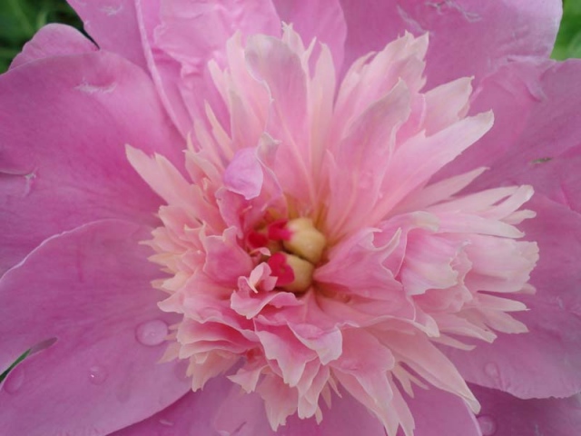 Peony, too!