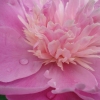 Peony