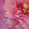 Peony, too!
