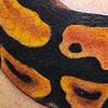Ball Python