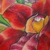 Red Orchids