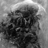 Seaweedie