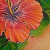 Hibiscus