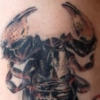 Scorpion