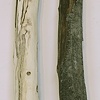 For Pierre Menard (detail)