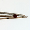 Gray Remora